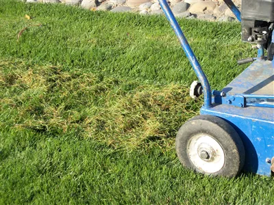 Top-rated yard cleanup service in Rochester, MN - American Turf Technicians