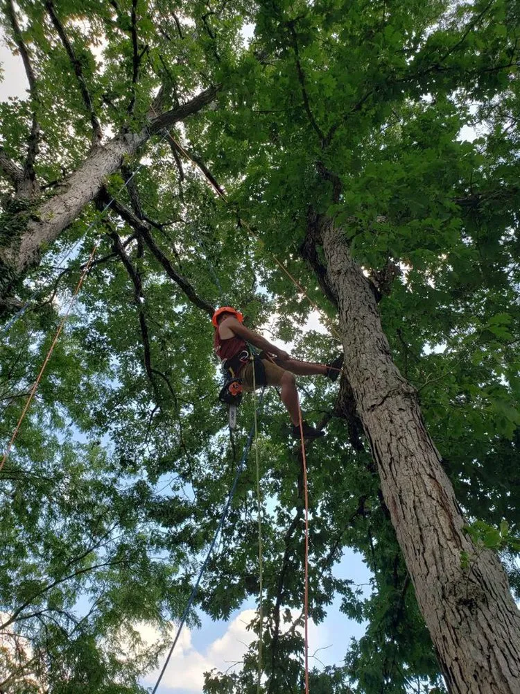 Reliable garden landscaping for residential properties in Trenton, NJ by American United Tree Service