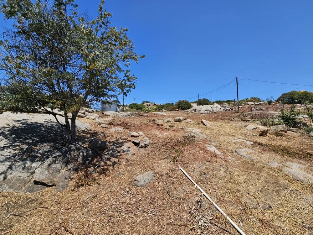 Expert yard cleanup service experts serving Jamul, CA - American Weed Abatement