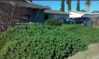Professional landscape installation in Jamul, CA by American Weed Abatement