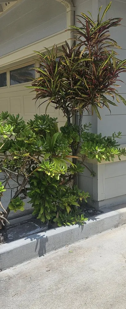 Professional landscape installation for homes in Honolulu, HI by American Yard Service Oahu