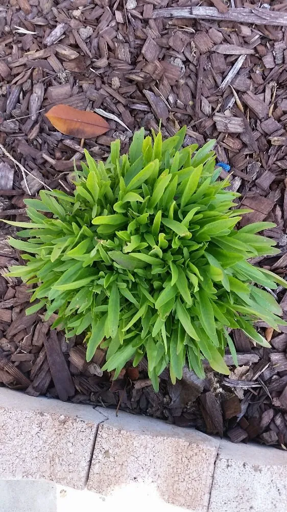 Professional landscaping services for outdoor upgrades across Paso Robles, CA - American Yards