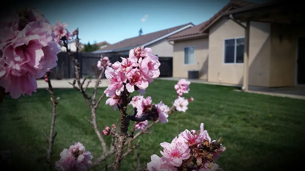 Trusted lawn care service in Paso Robles, CA - American Yards