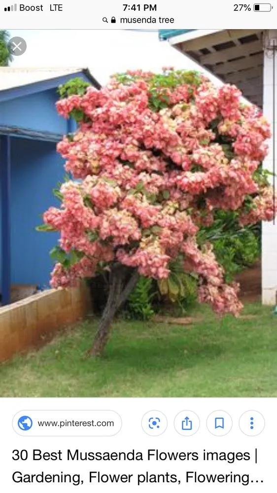 Local landscaping services for year-round maintenance in Boca Raton, FL by America's 1st Choice Property Maintenance