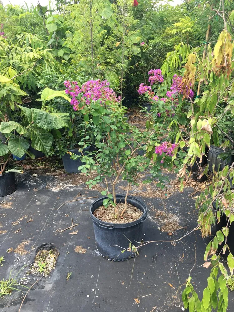 Trusted landscaping services for beautiful yards across Boca Raton, FL - America's 1st Choice Property Maintenance