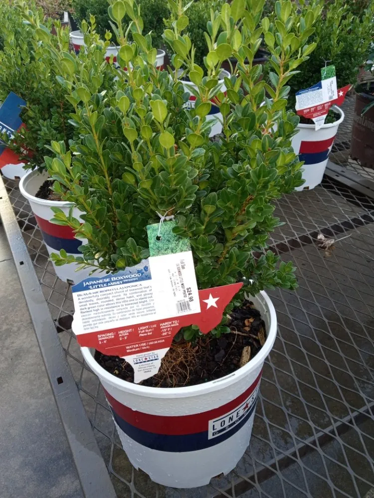 Reliable outdoor landscaping for outdoor upgrades in Richmond, TX by America's art of Landscape and Home Remodel