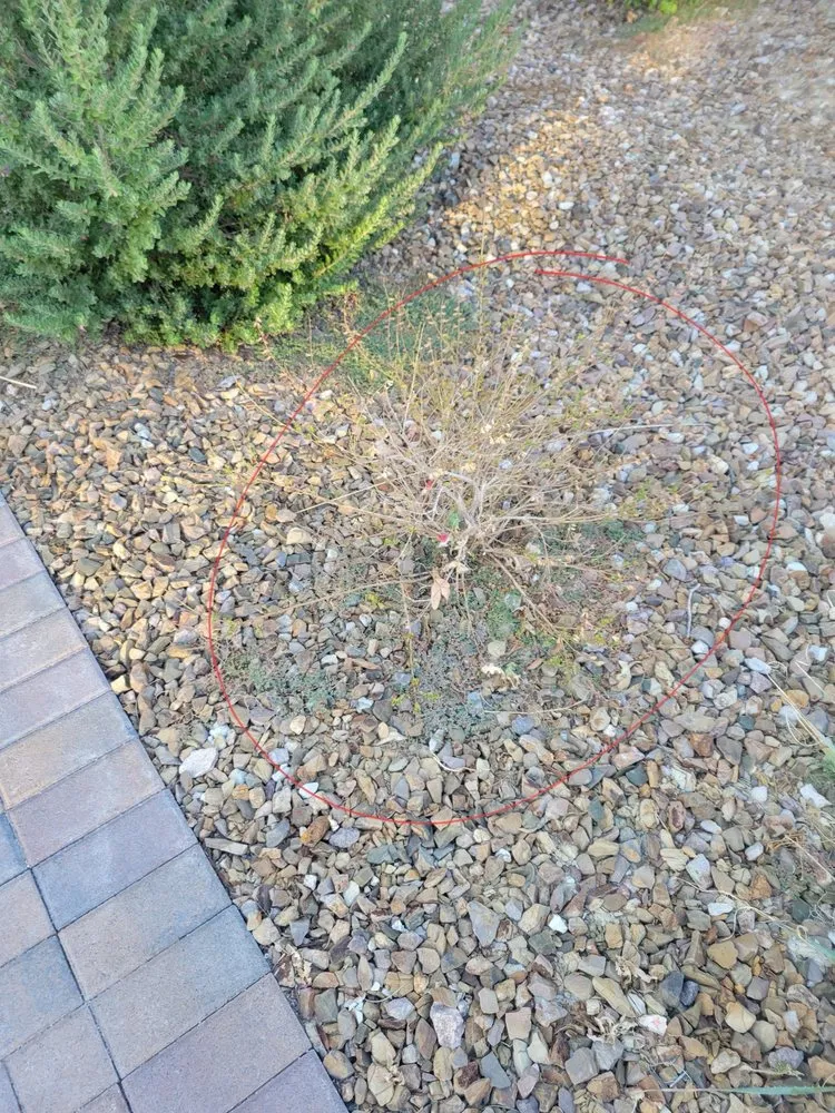 Professional yard cleanup service in Las Vegas, NV by America's Gardening Services