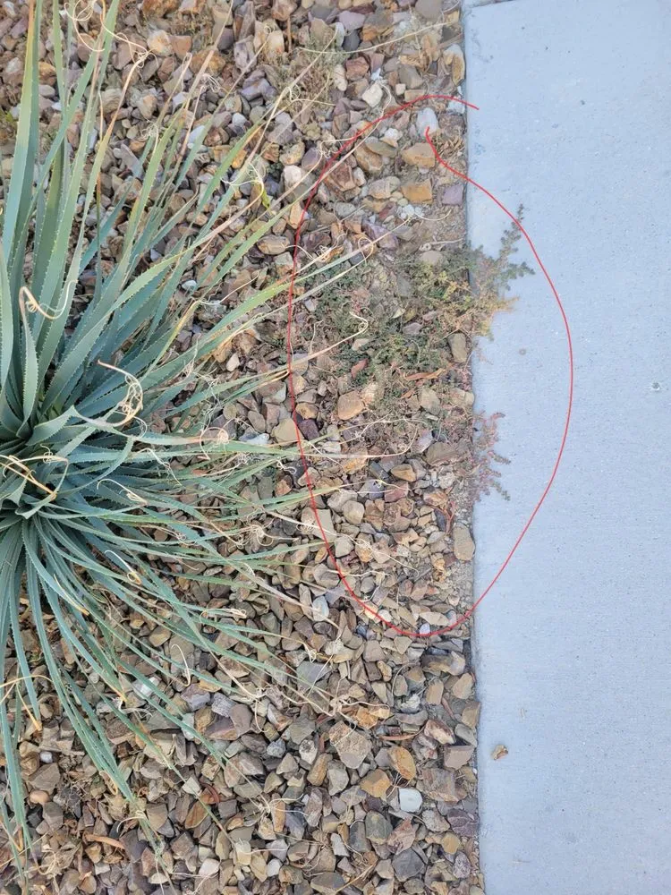 Affordable lawn mowing service experts serving Las Vegas, NV - America's Gardening Services