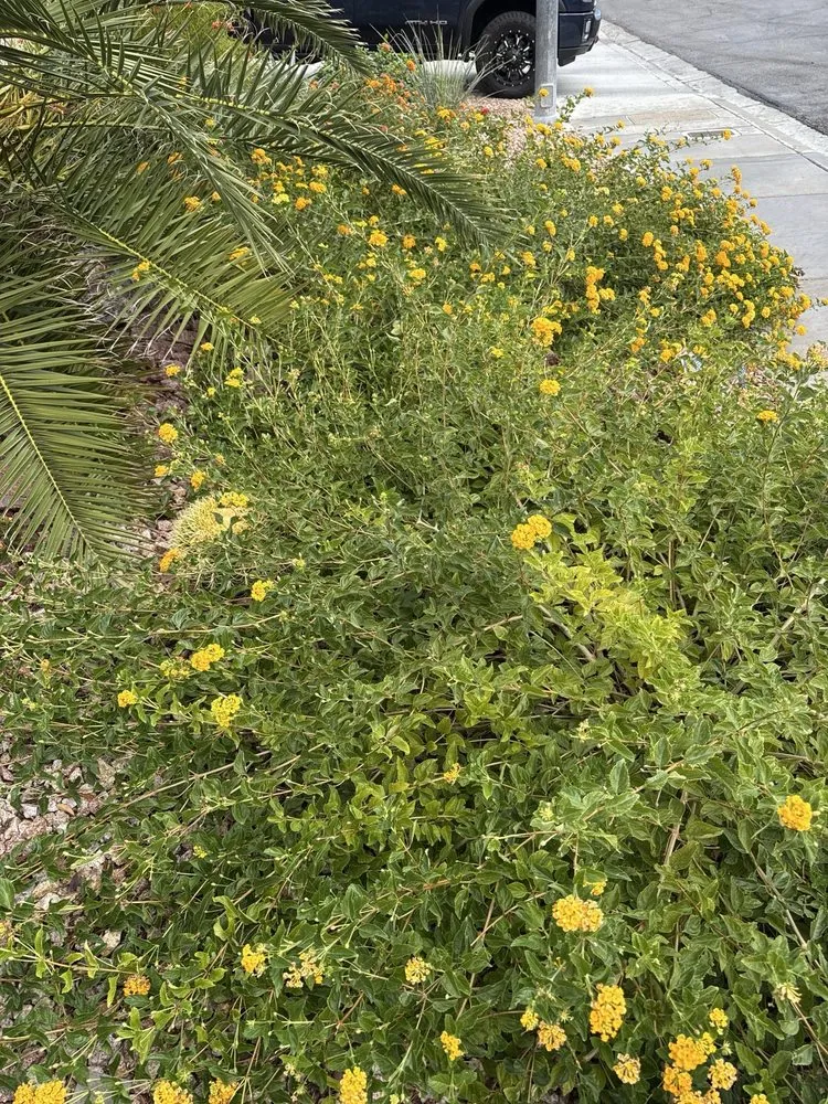 Affordable lawn mowing service for residential properties across Las Vegas, NV - America's Gardening Services