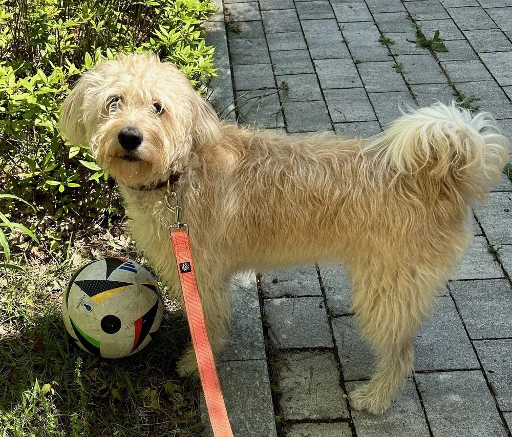 Reliable landscape installation experts serving Las Vegas, NV - America's Gardening Services