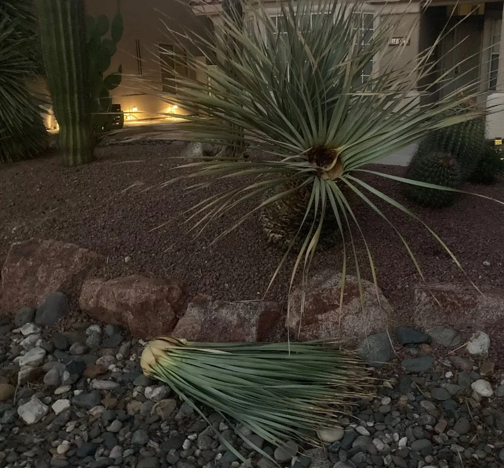 Expert landscape installation in Las Vegas, NV by America's Gardening Services