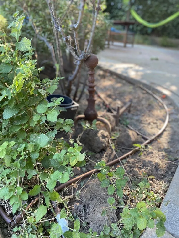 Expert yard cleanup service for year-round maintenance in Riverside, CA by America's Irrigation & Landscaping