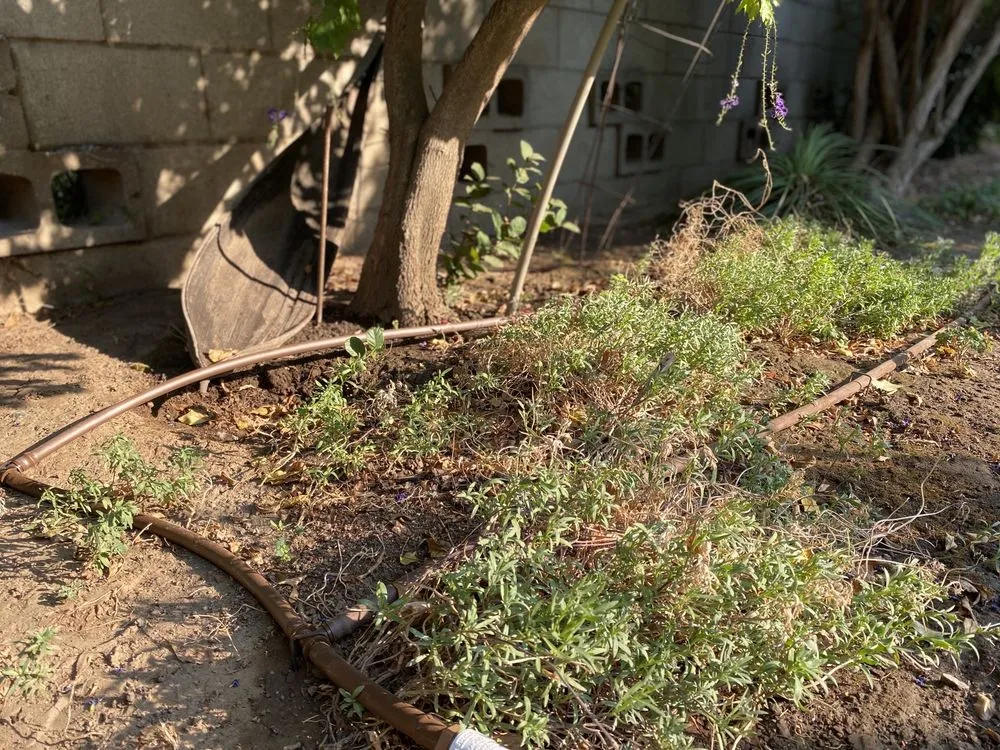 Affordable residential landscaping in Riverside, CA by America's Irrigation & Landscaping