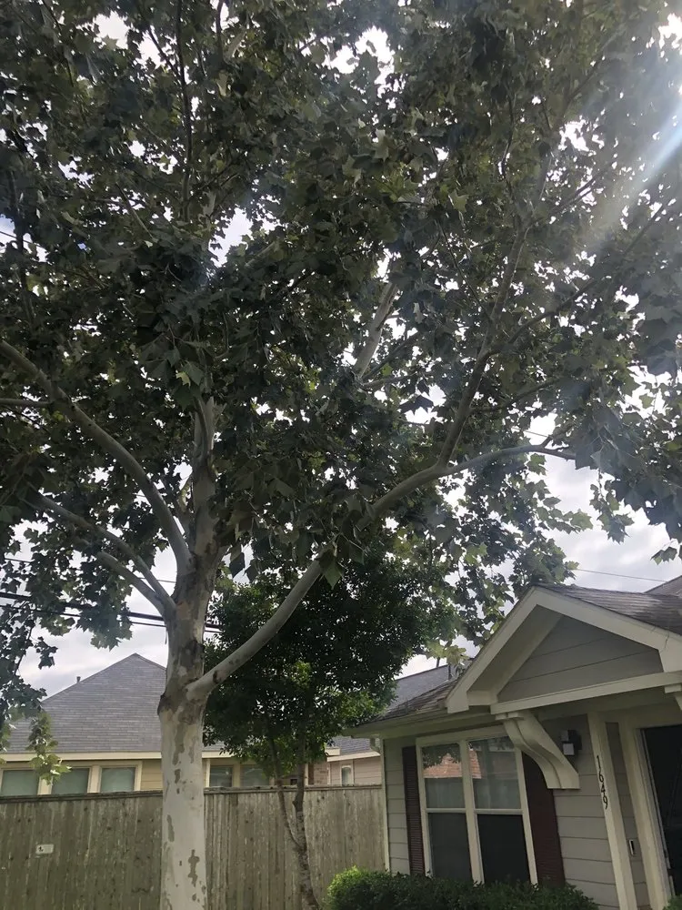 Expert lawn care service in Spring, TX by America’s Landscape