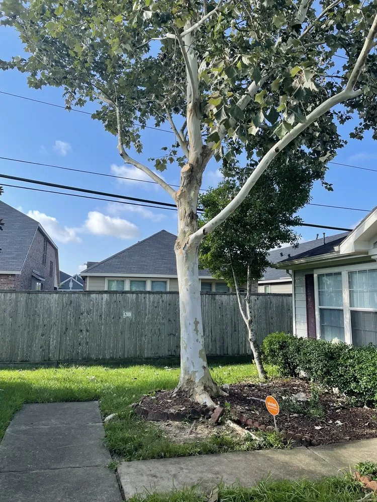 Affordable lawn mowing service in Spring, TX by America’s Landscape