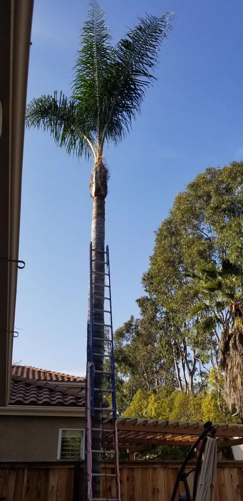 Local lawn care service in Costa Mesa, CA by America's Landscaping