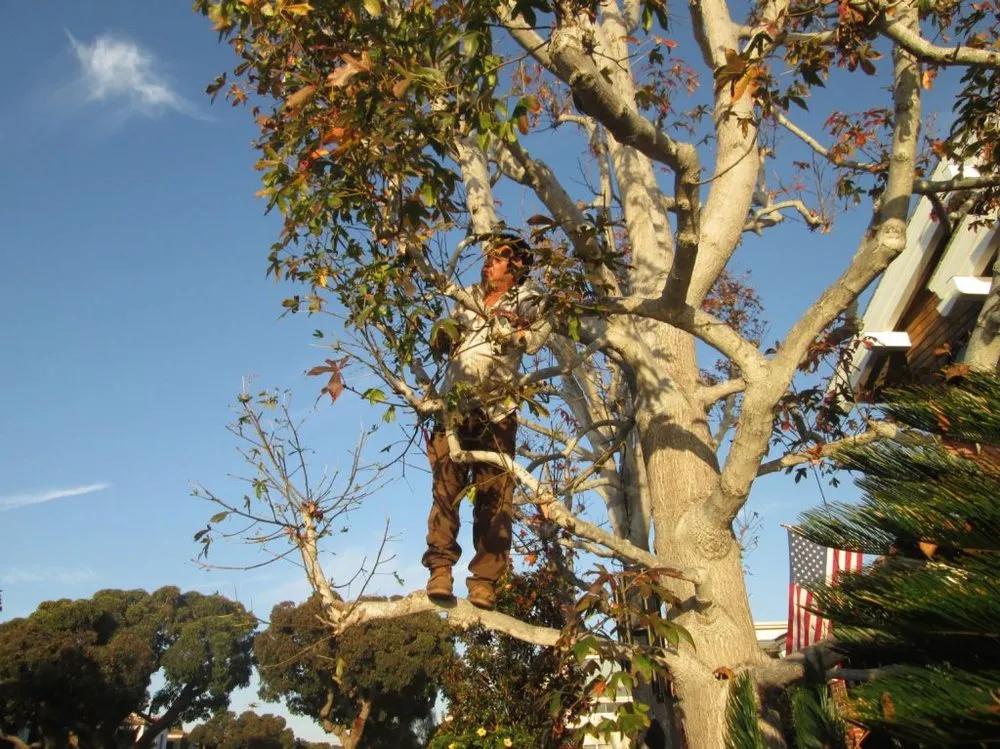 Reliable lawn mowing service near you in Costa Mesa, CA by America's Landscaping