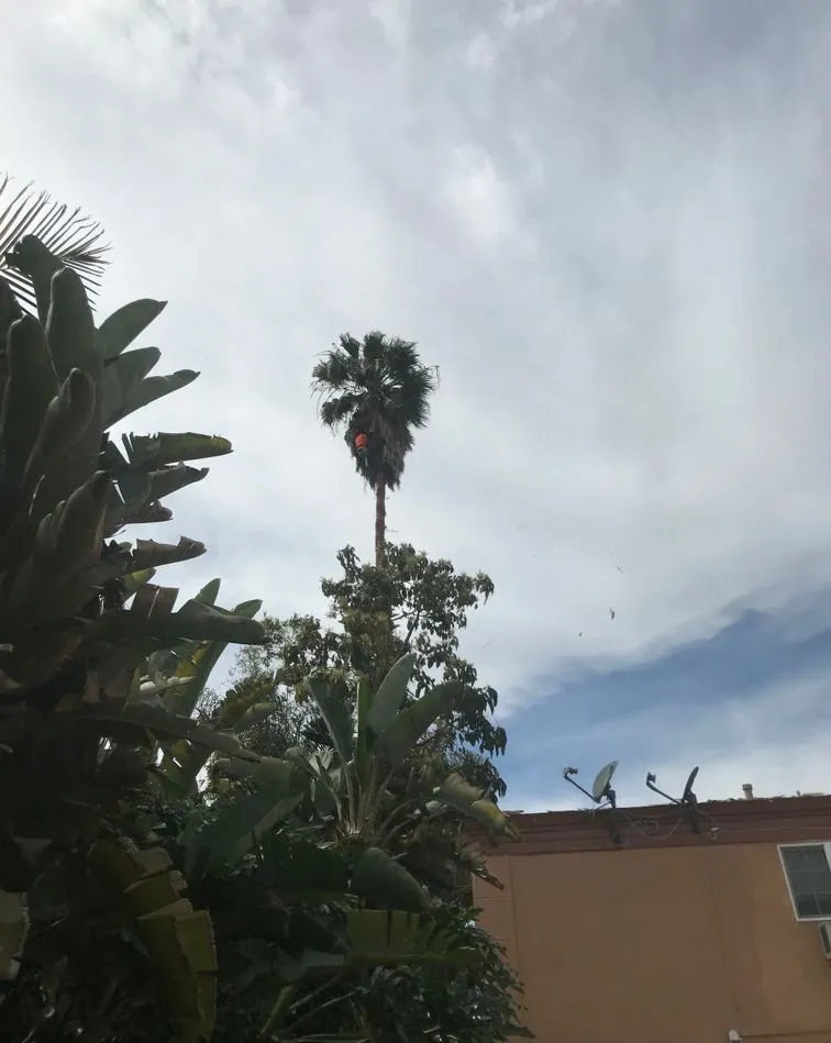 Professional yard cleanup service in Costa Mesa, CA - America's Landscaping