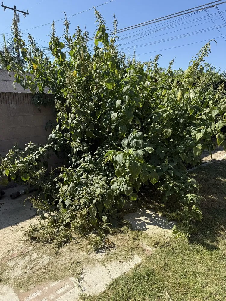 Trusted residential landscaping in La Jolla, CA - Americas Top Lawn Care