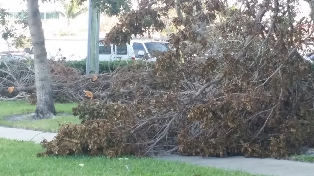 Trusted yard maintenance for year-round maintenance across Boca Raton, FL - Americuts Property Services