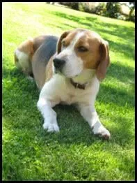 Top-rated residential landscaping in Sauk Rapids, MN - Amerigreen