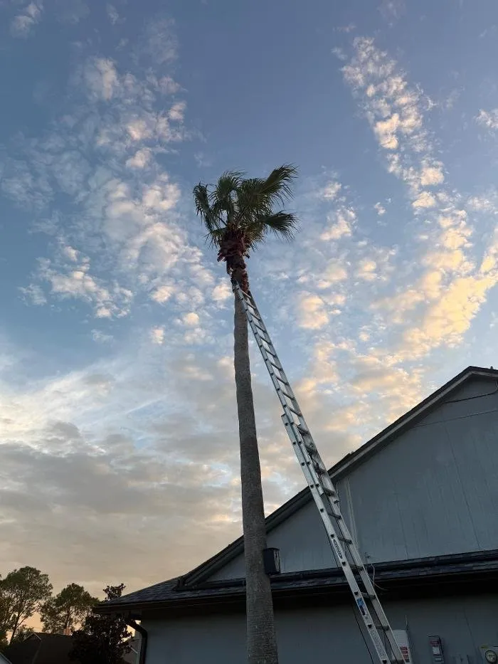 Local landscape design in Apopka, FL - Amerigrown Tree and Lawn