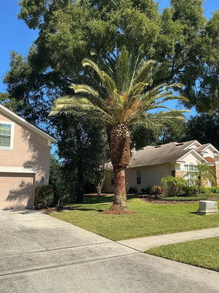Custom yard maintenance experts serving Apopka, FL - Amerigrown Tree and Lawn