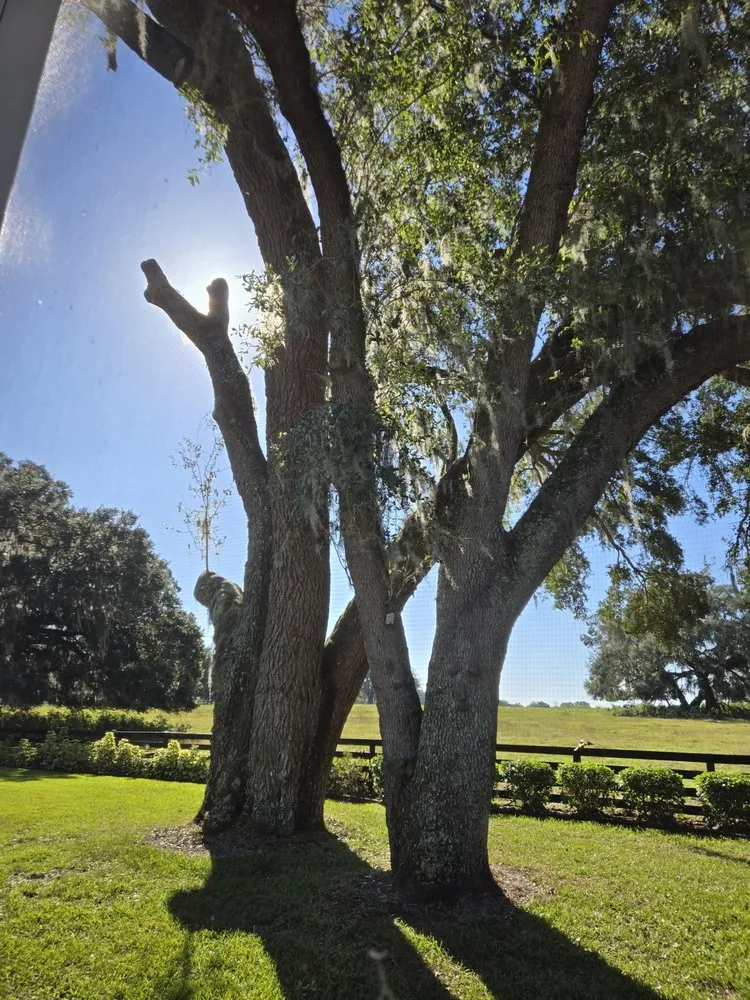 Local residential landscaping for beautiful yards across Ocklawaha, FL - AmeriTree Services