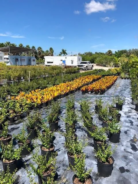 Trusted residential landscaping in Terra Ceia, FL - Amerson Landscape