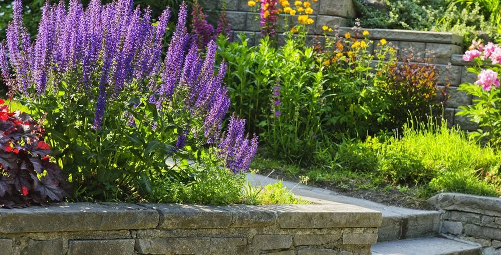 Local lawn mowing service experts serving Morgan Hill, CA - Ames 2 Please Landscaping