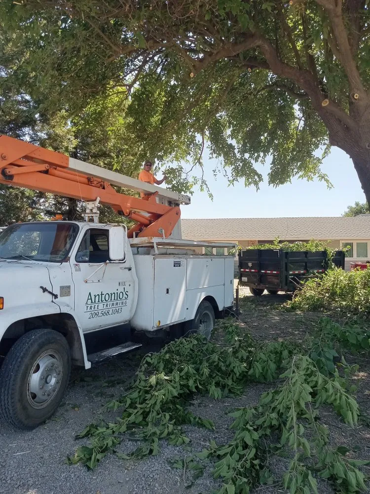 Custom yard cleanup service in Modesto, CA - Amezcuas Tree and Landscaping Services