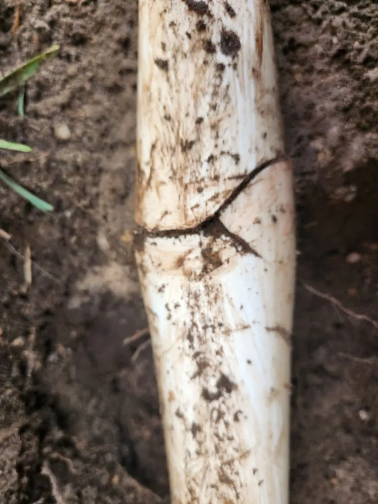 Affordable residential landscaping in Milton, FL by Amflorenda Lawn Care