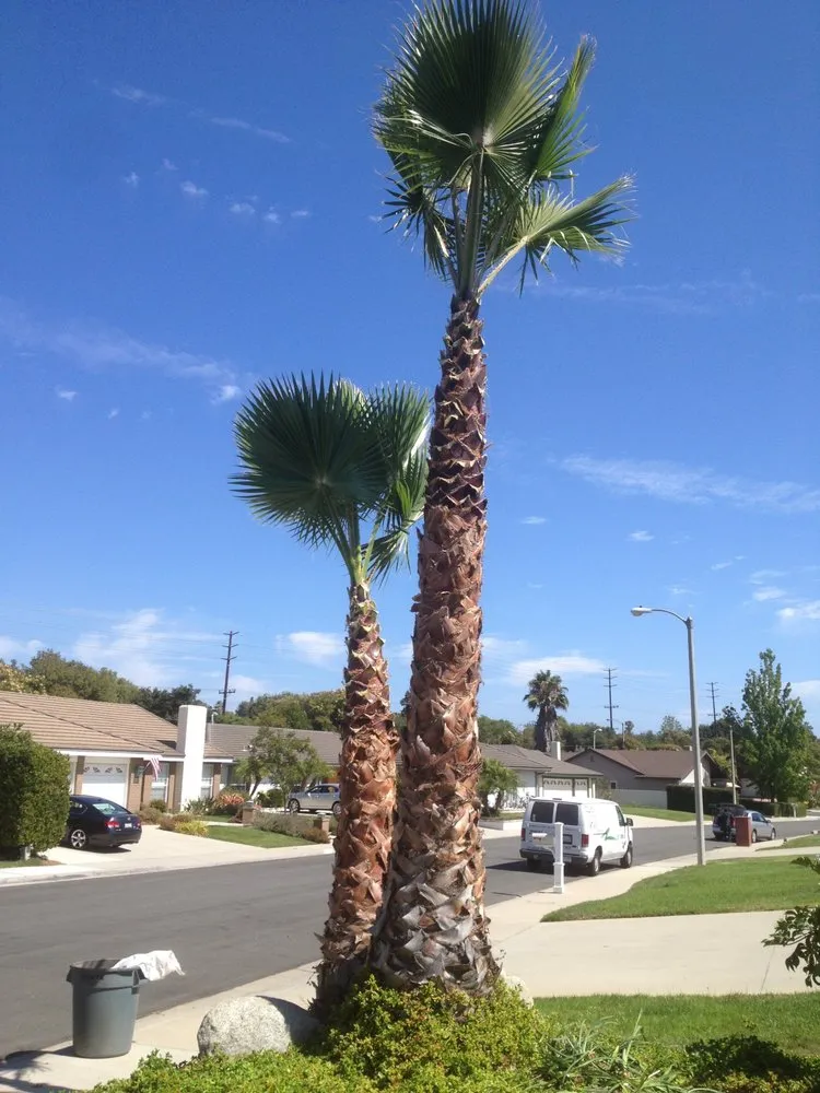 Reliable landscape design for residential properties in Thousand Oaks, CA by AMG Landscaping and Tree Care
