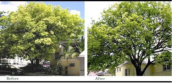 Trusted lawn mowing service in Fort Myers, FL by AMG Tree Service and Landscaping