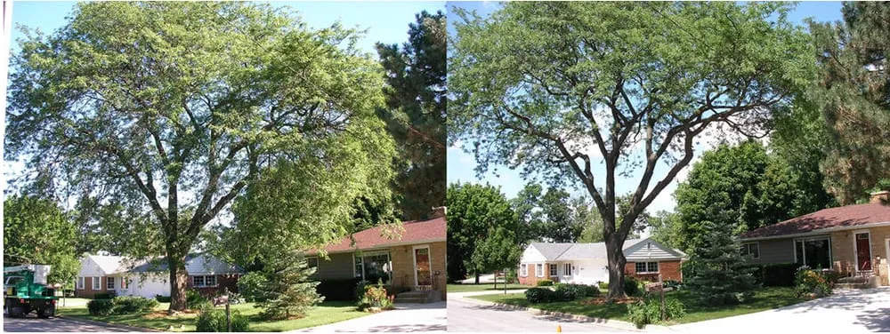 Trusted yard maintenance in Fort Myers, FL by AMG Tree Service and Landscaping