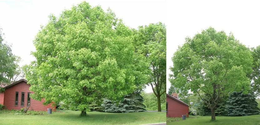 Expert outdoor landscaping in Fort Myers, FL - AMG Tree Service and Landscaping