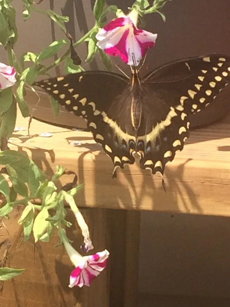 Trusted landscape design experts serving Jacksonville, NC - Amiel's Lawncare and Debris Removal