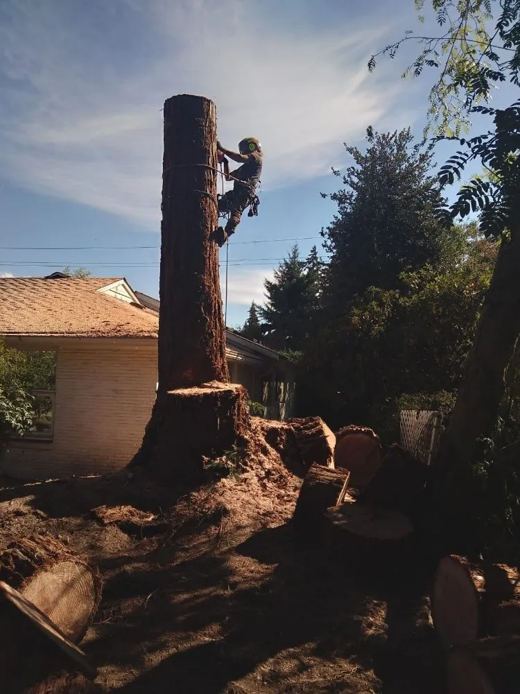 Affordable yard cleanup service for residential properties in Monroe, WA by Amigo Tree Care & Landscaping
