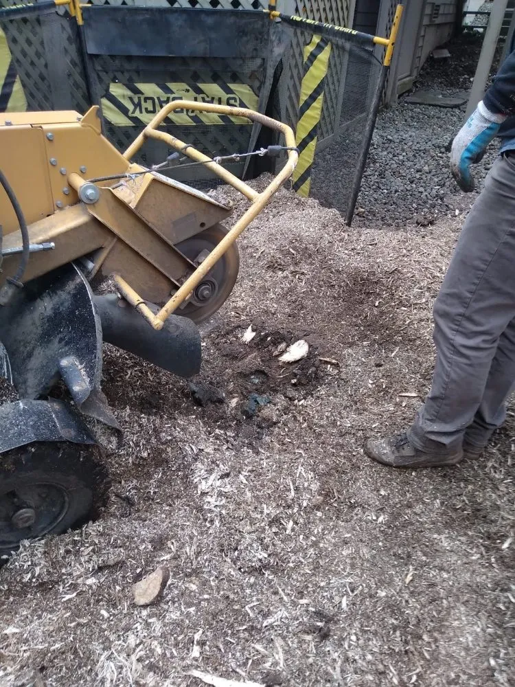 Reliable yard cleanup service in Monroe, WA by Amigo Tree Care & Landscaping