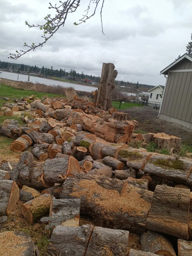 Professional lawn care service in Monroe, WA - Amigo Tree Care & Landscaping