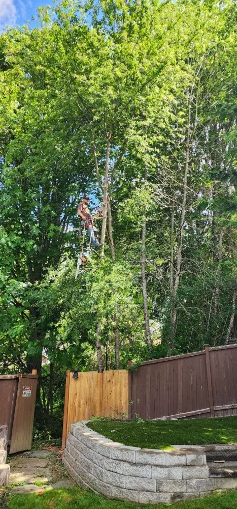 Top-rated yard cleanup service experts serving Snohomish, WA - Amigo Tree Care & Landscaping