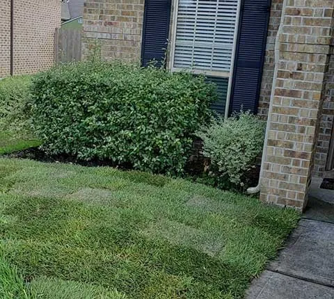Custom yard maintenance for residential properties in Houston, TX by Amigos Landscaping