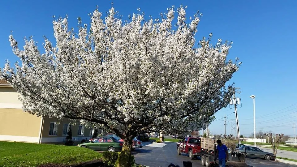 Professional landscaping services for year-round maintenance across New Oxford, PA - Amigos Lawn Care & Tree Service