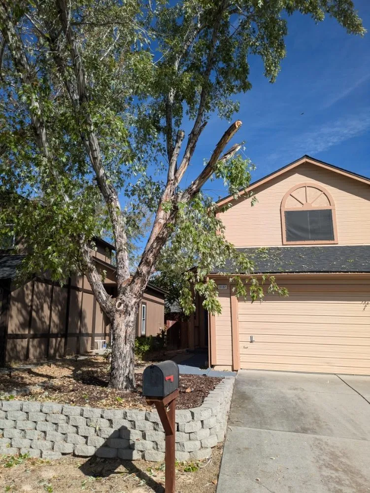 Trusted lawn mowing service in Sparks, NV - Amilli Handyman Services