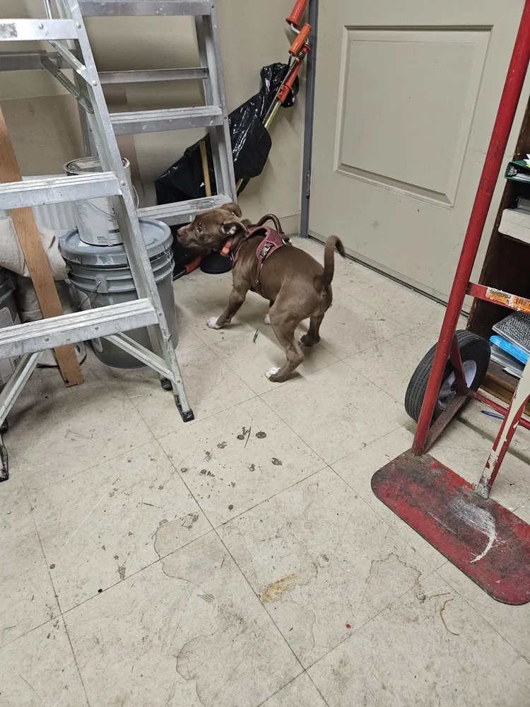 Affordable landscape installation with custom design in Sparks, NV by Amilli Handyman Services