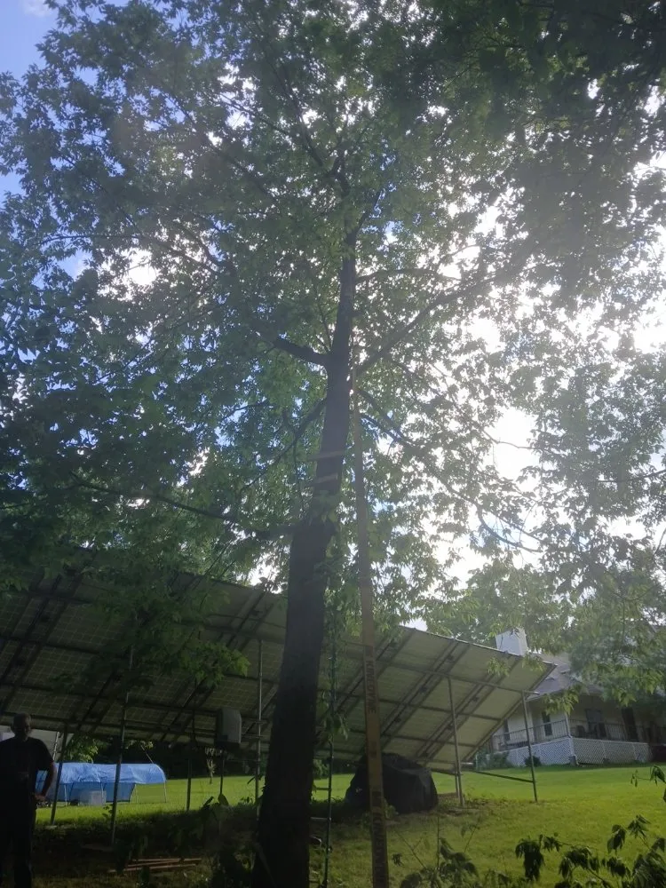 Reliable lawn mowing service for residential properties in Springfield, MO by AMK Lawn & Creations