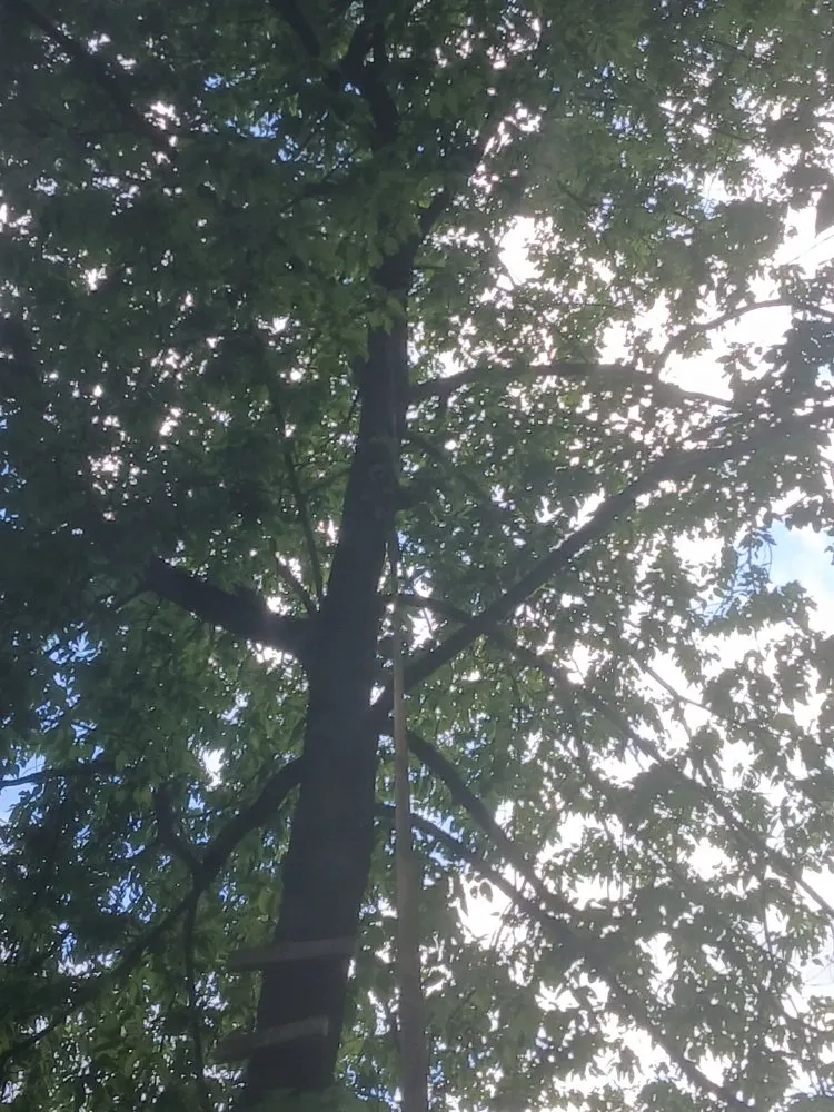 Expert yard cleanup service near you across Springfield, MO - AMK Lawn & Creations