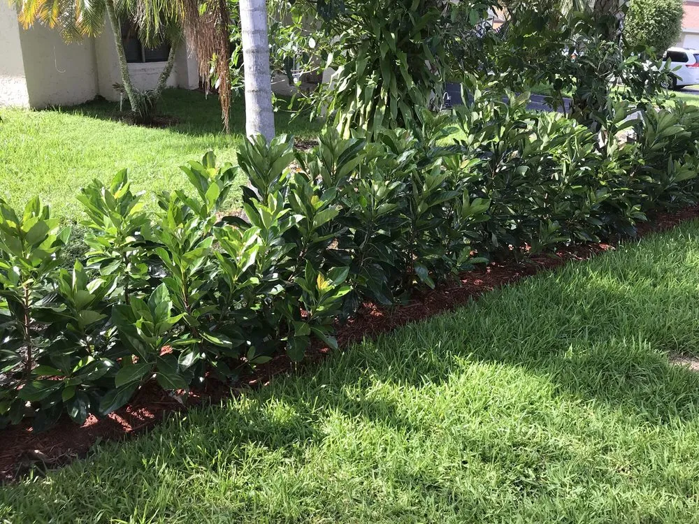 Professional yard maintenance in Coconut Creek, FL - AMKO Lawn & Landscaping
