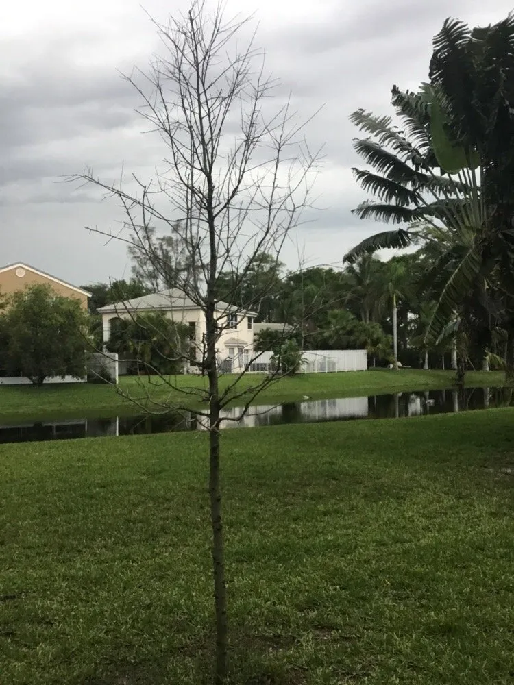 Trusted yard maintenance for year-round maintenance in Coconut Creek, FL by AMKO Lawn & Landscaping