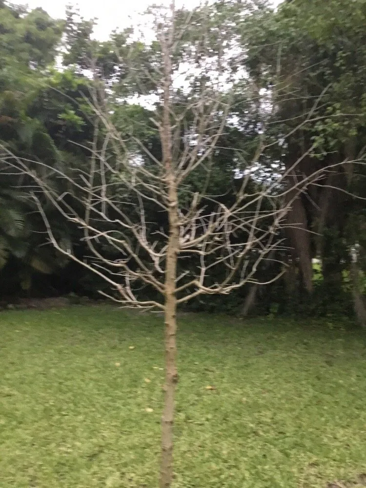 Custom lawn care service for year-round maintenance across Coconut Creek, FL - AMKO Lawn & Landscaping